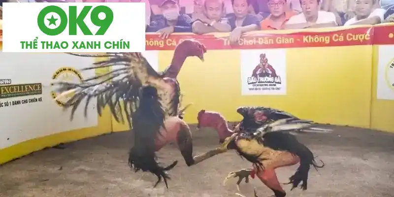 Đôi nét về đá gà đòn tại OK9 Đôi nét về đá gà đòn tại OK9
